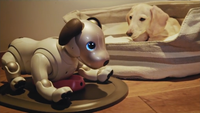 File:Sony, aibo (cane robot), anni 2000 (ist. biorobotica polo